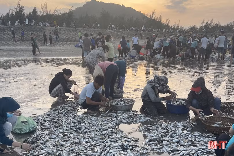Ngư dân Lộc Hà “trúng đậm” hàng tấn cá đù