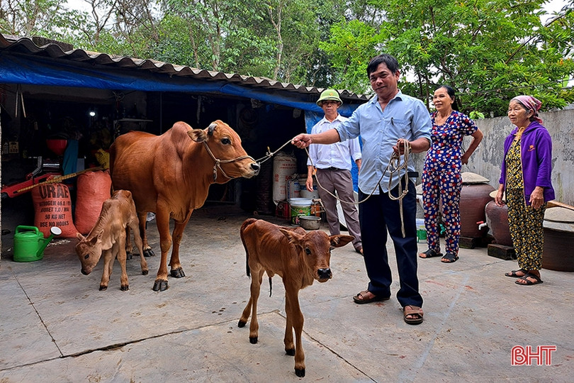 Bò sinh đôi hiếm gặp ở Nghi Xuân
