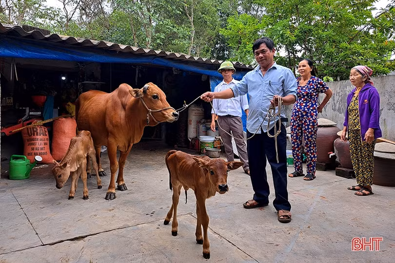 Bò sinh đôi hiếm gặp ở Nghi Xuân