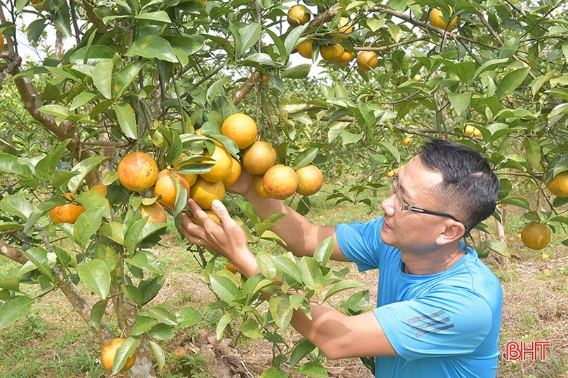 Giá tăng cao, người trồng cam Khe Mây phấn khởi vào vụ thu hoạch