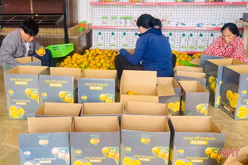 Cam đắt giá, nông dân Vũ Quang phấn khởi “đếm quả, tính tiền”