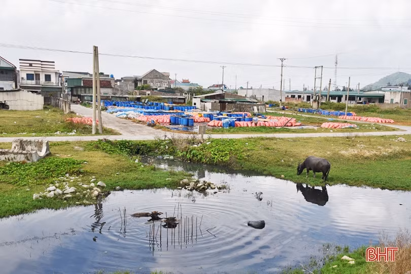 Quan ngại với tình trạng trâu bò thả rông ở Lộc Hà