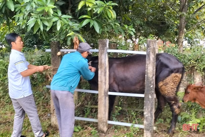 Vũ Quang triển khai tiêm phòng cho hơn 47 nghìn con gia súc