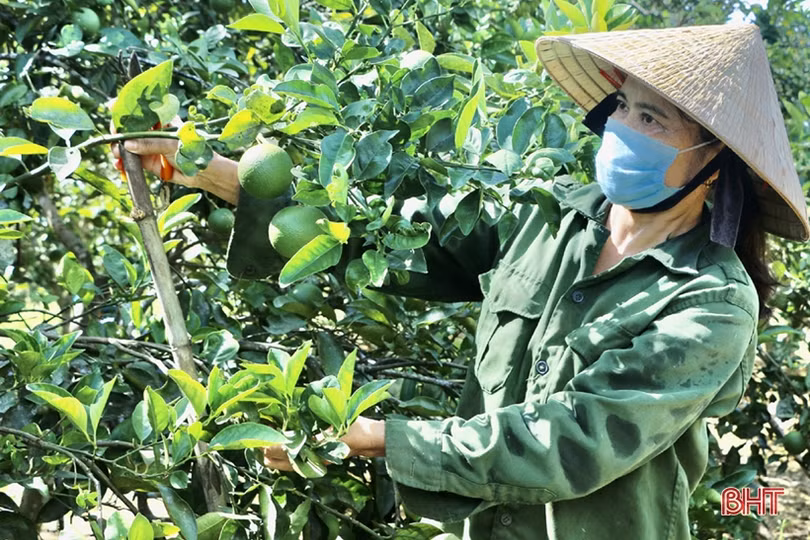 Mặc “áo giáp” cho cam Vũ Quang