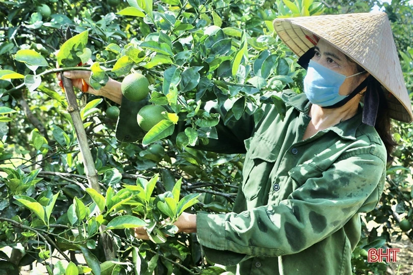 Vũ Quang ước thu khoảng 25.000 tấn cam trong năm 2022