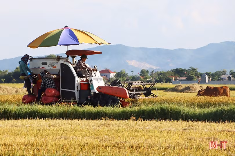 Vựa lúa lớn nhất Hà Tĩnh “nhanh tay” thu hoạch vụ hè thu