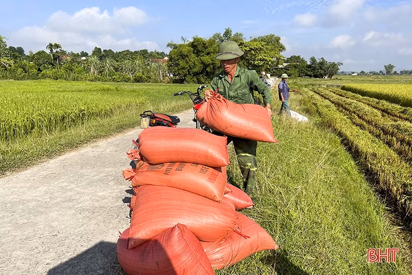 Vùng “chạy lụt” ở Đức Thọ quyết thu hoạch gọn lúa hè thu trước lễ 2/9
