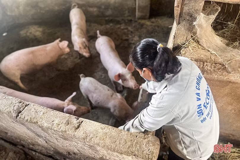 Các trại nái gia tăng sản xuất con giống phục vụ thị trường cuối năm ở Hà Tĩnh