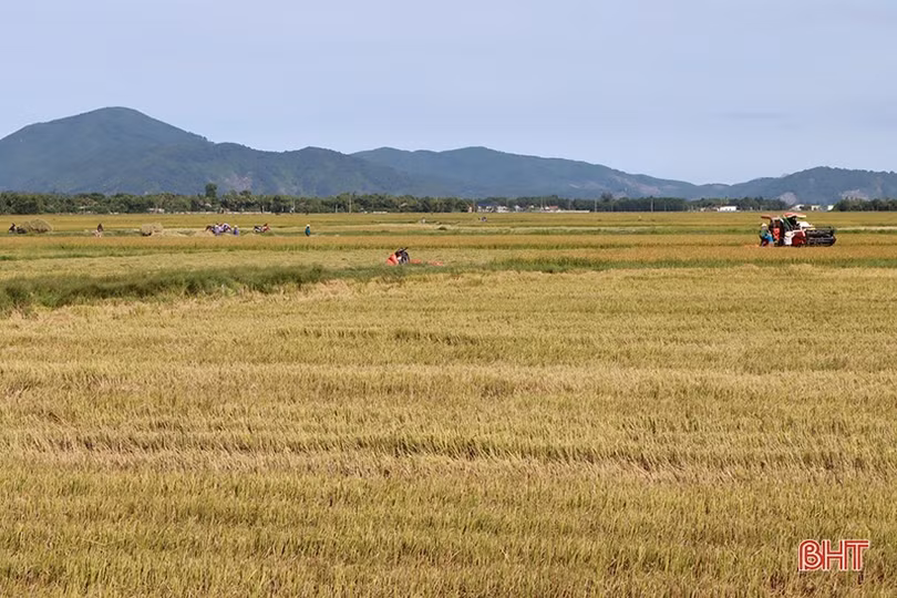 Vựa lúa lớn nhất Hà Tĩnh “nhanh tay” thu hoạch vụ hè thu