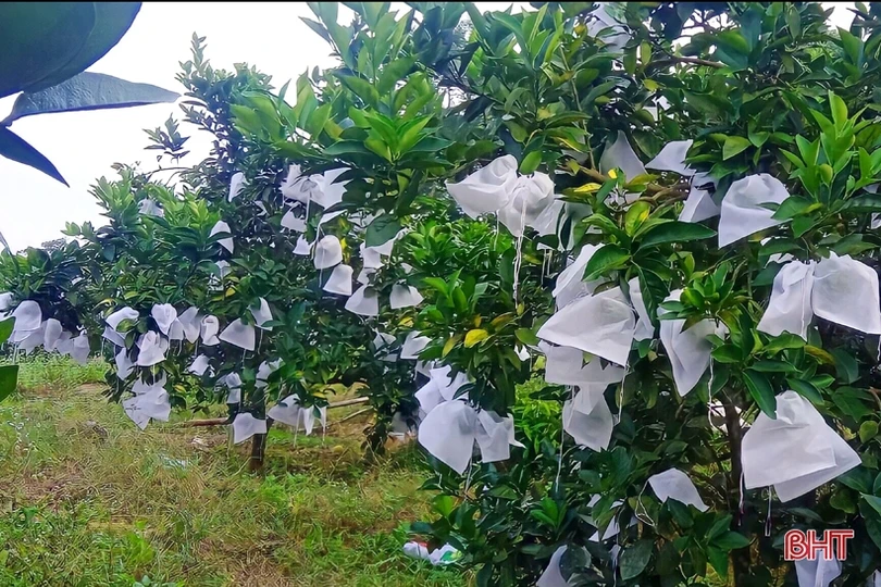 Vũ Quang ước thu khoảng 25.000 tấn cam trong năm 2022