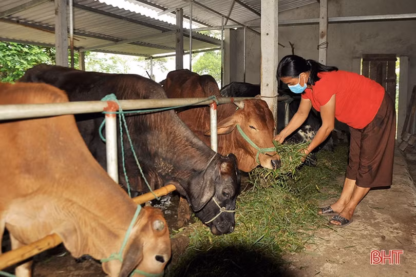 Nghịch lý thịt bò ở Hà Tĩnh: Giá hơi “chạm đáy”, giá thành phẩm vẫn ở mức cao