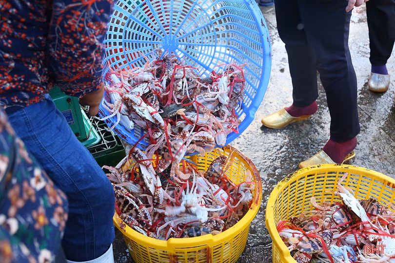 Hải sản dồi dào đáp ứng nhu cầu trong kỳ nghỉ lễ ở Hà Tĩnh