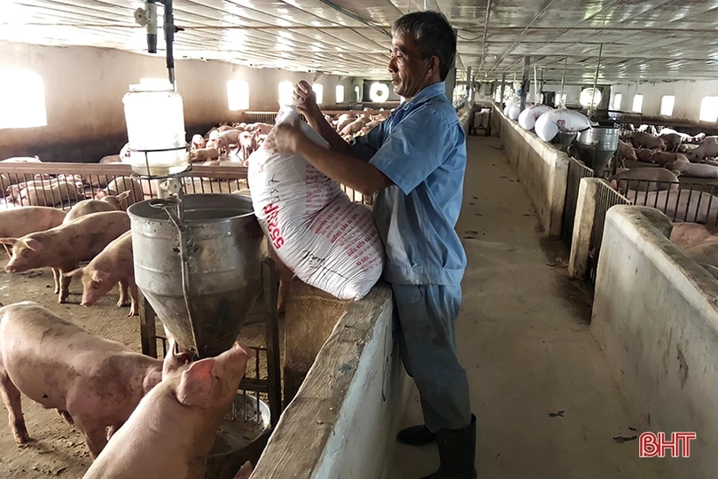 Người dân Vũ Quang chủ động tăng đàn, “vỗ béo” vật nuôi phục vụ thị trường cuối năm