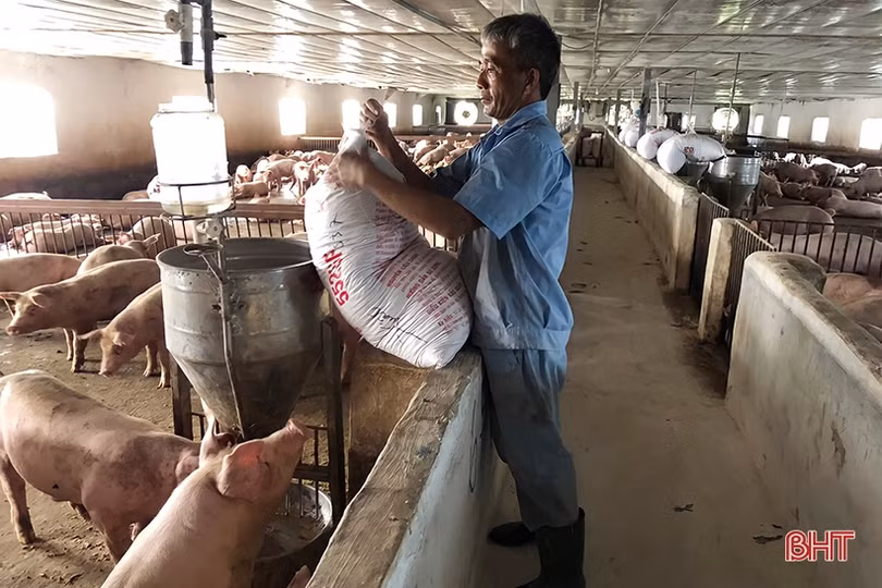 Người dân Vũ Quang chủ động tăng đàn, “vỗ béo” vật nuôi phục vụ thị trường cuối năm