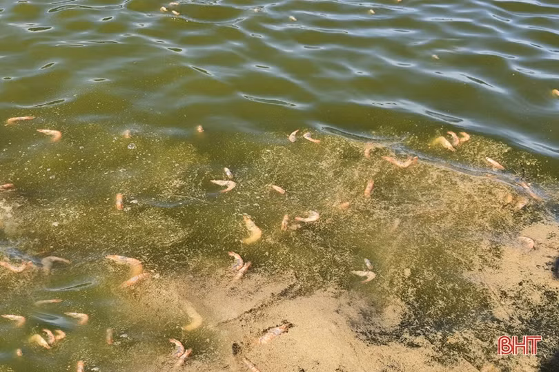 “Lực đẩy” từ chính sách khuyến khích phát triển đối với các hộ nuôi tôm Kỳ Anh