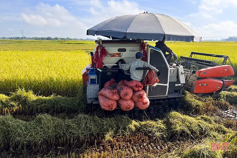 Vùng “chạy lụt” ở Đức Thọ quyết thu hoạch gọn lúa hè thu trước lễ 2/9