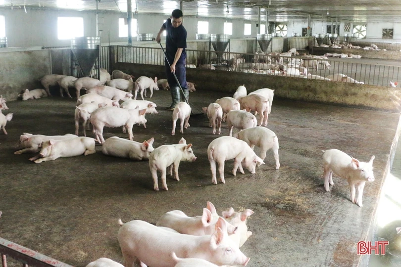 Người dân Vũ Quang chủ động tăng đàn, “vỗ béo” vật nuôi phục vụ thị trường cuối năm