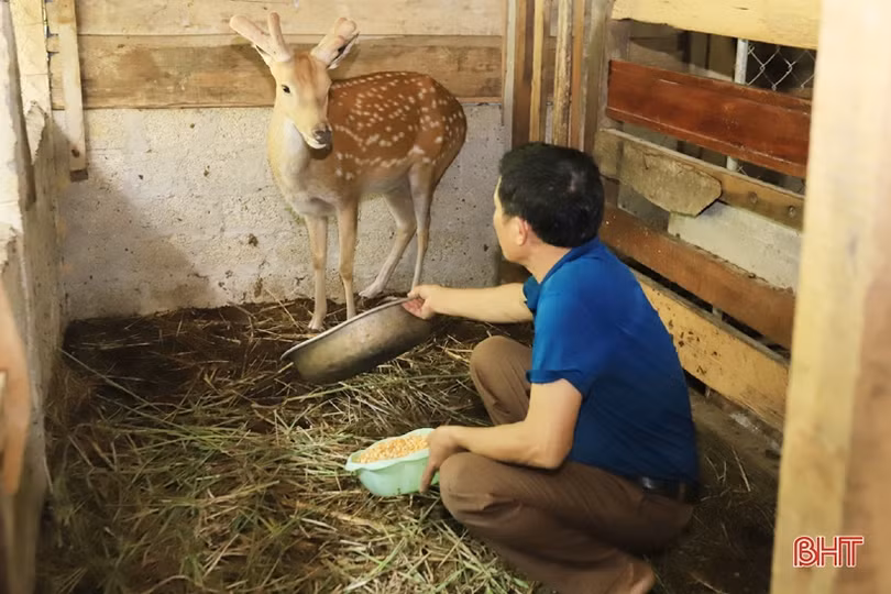 Cựu Bí thư Đảng uỷ xã và hành trình “ăn nên làm ra” từ nghề nuôi hươu