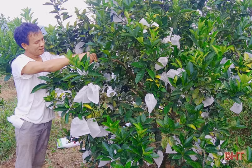 Mặc “áo giáp” cho cam Vũ Quang