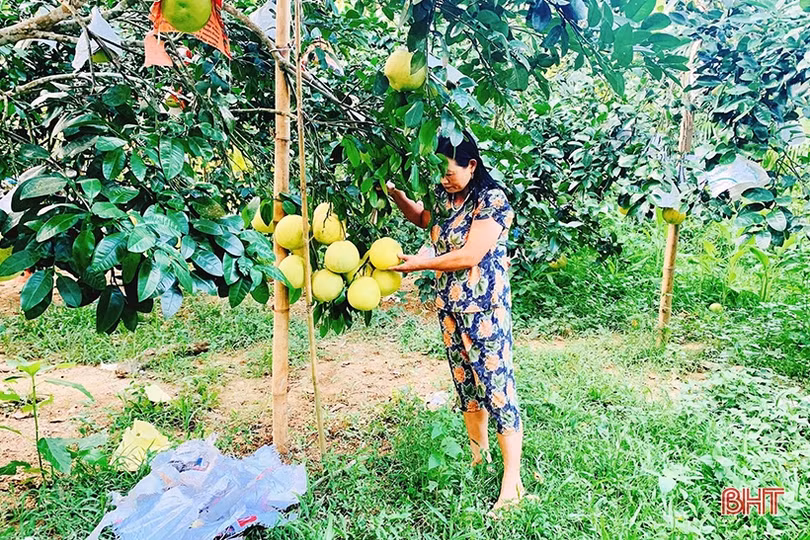 Đặc sản bưởi Phúc Trạch vào mùa