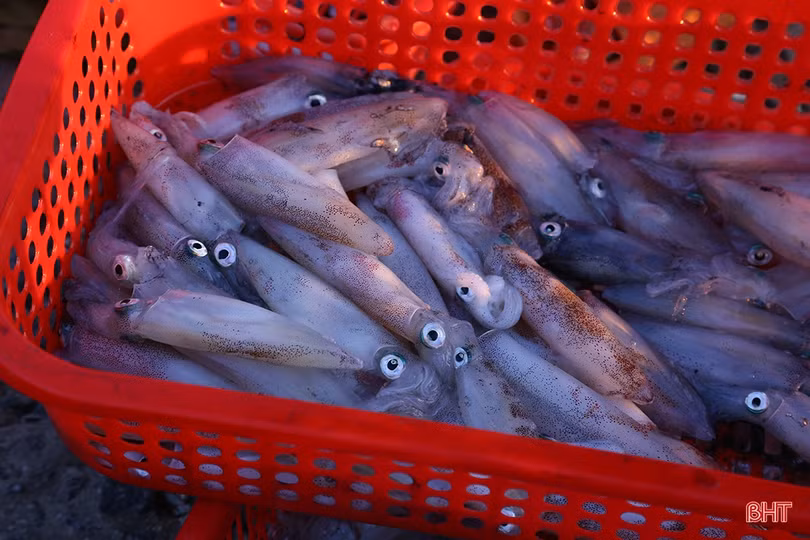 Hải sản dồi dào đáp ứng nhu cầu trong kỳ nghỉ lễ ở Hà Tĩnh