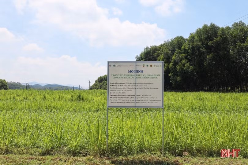 Nông dân miền núi Hà Tĩnh biến đất bỏ hoang thành đồng cỏ phục vụ chăn nuôi