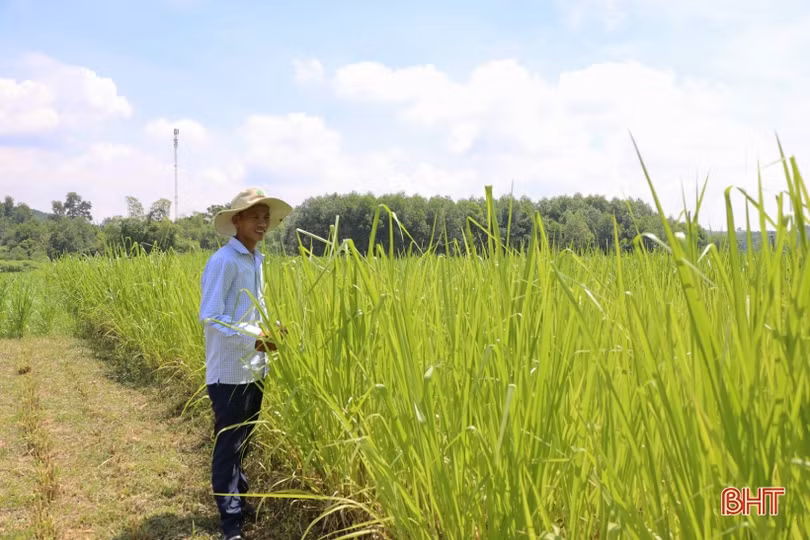 Nông dân miền núi Hà Tĩnh biến đất bỏ hoang thành đồng cỏ phục vụ chăn nuôi