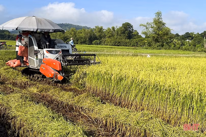 Vùng “chạy lụt” ở Đức Thọ quyết thu hoạch gọn lúa hè thu trước lễ 2/9