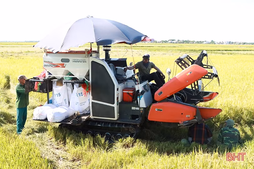 Vựa lúa lớn nhất Hà Tĩnh “nhanh tay” thu hoạch vụ hè thu