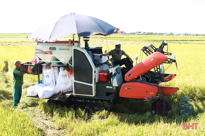 Chủ tịch UBND tỉnh Hà Tĩnh ra công điện đẩy nhanh thu hoạch vụ hè thu