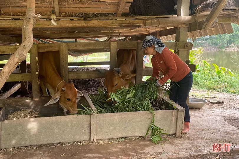 Người dân Vũ Quang chủ động tăng đàn, “vỗ béo” vật nuôi phục vụ thị trường cuối năm