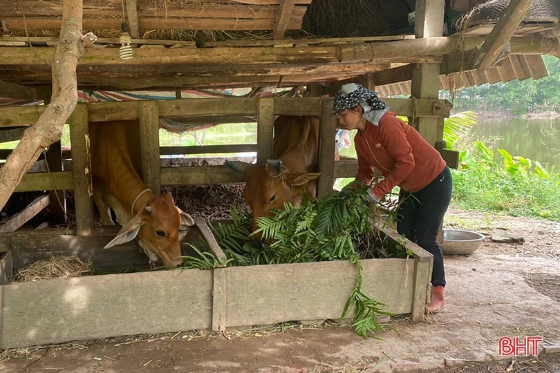 Người dân Vũ Quang chủ động tăng đàn, “vỗ béo” vật nuôi phục vụ thị trường cuối năm