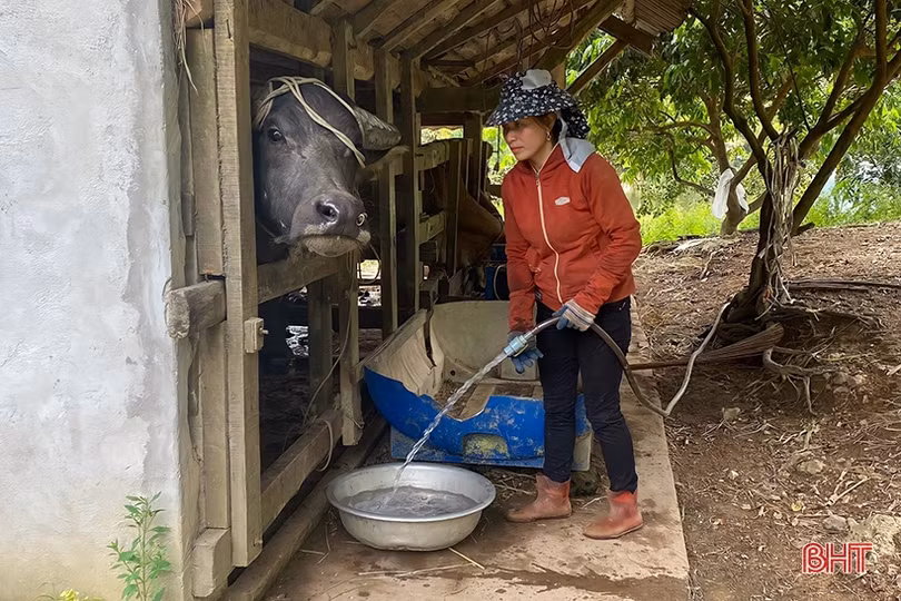 Người dân Vũ Quang chủ động tăng đàn, “vỗ béo” vật nuôi phục vụ thị trường cuối năm