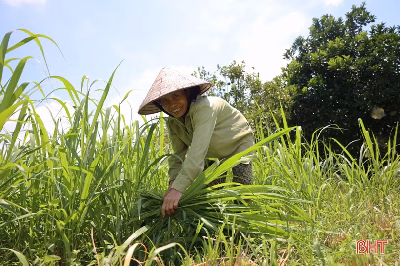 Nông dân miền núi Hà Tĩnh biến đất bỏ hoang thành đồng cỏ phục vụ chăn nuôi