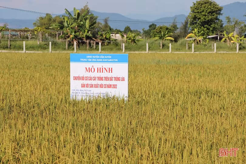 Cẩm Xuyên phấn đấu đến ngày 10/9 sẽ thu hoạch xong lúa hè thu