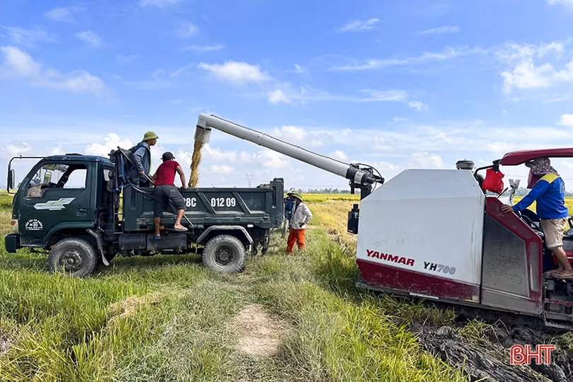 Vùng “chạy lụt” ở Đức Thọ quyết thu hoạch gọn lúa hè thu trước lễ 2/9