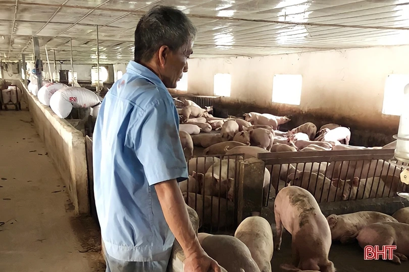 Người dân Vũ Quang chủ động tăng đàn, “vỗ béo” vật nuôi phục vụ thị trường cuối năm