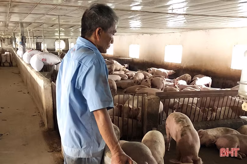 Người dân Vũ Quang chủ động tăng đàn, “vỗ béo” vật nuôi phục vụ thị trường cuối năm