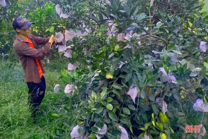 Mặc “áo giáp” cho cam Vũ Quang