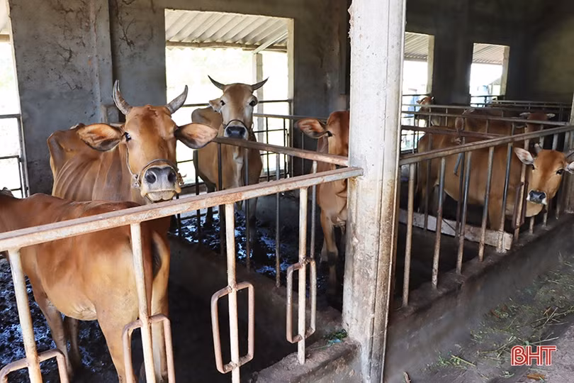 Nghịch lý thịt bò ở Hà Tĩnh: Giá hơi “chạm đáy”, giá thành phẩm vẫn ở mức cao