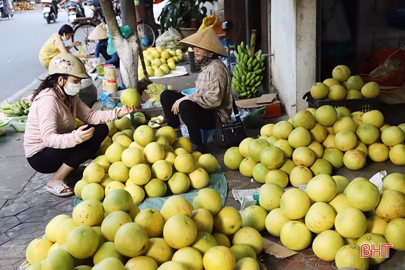 Đặc sản bưởi Phúc Trạch vào mùa