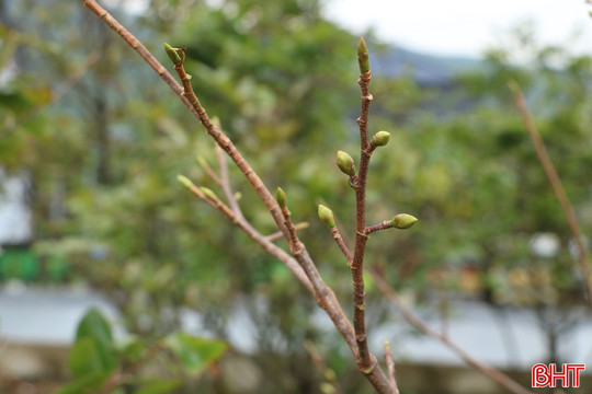Xuống lá mai vàng Kỳ Nam
