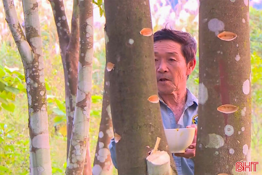 Nghề lạ xứ trầm: Tạo vết thương để “đánh thức” trầm hương