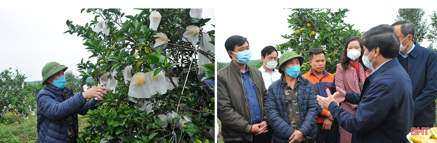 Mở đường cho đặc sản Hương Khê vươn xa (bài 1): Vang danh miền bưởi ngon, cam ngọt...