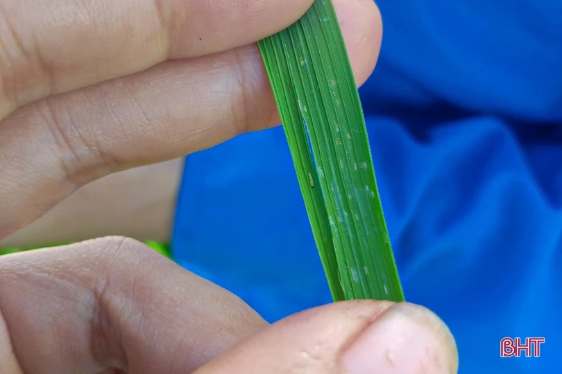 Sâu cuốn lá lứa 2 đe dọa lúa hè thu Hà Tĩnh