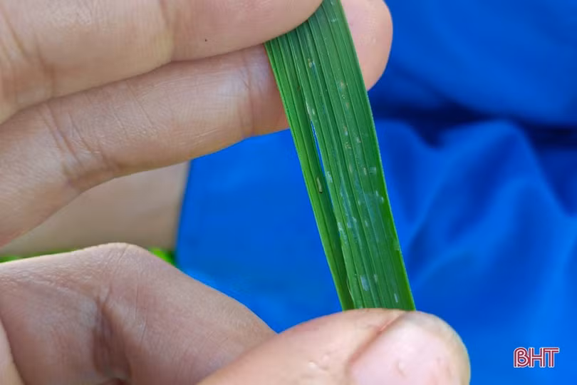 Sâu cuốn lá lứa 2 đe dọa lúa hè thu Hà Tĩnh