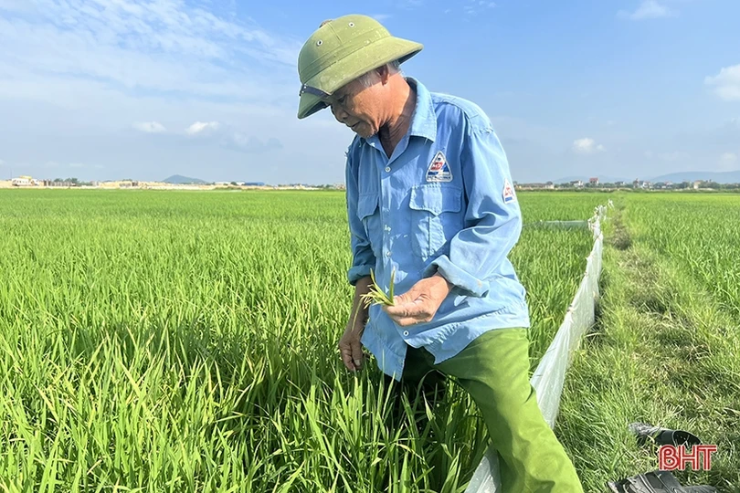 Sâu cuốn lá lứa 2 đe dọa lúa hè thu Hà Tĩnh