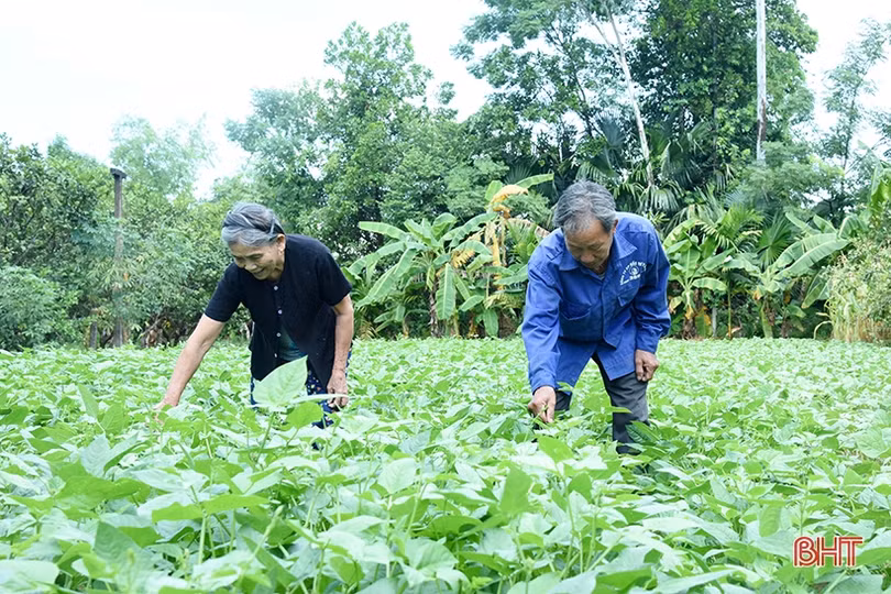 Hà Tĩnh có 4 cá nhân tham dự hội nghị biểu dương người cao tuổi làm kinh tế giỏi toàn quốc