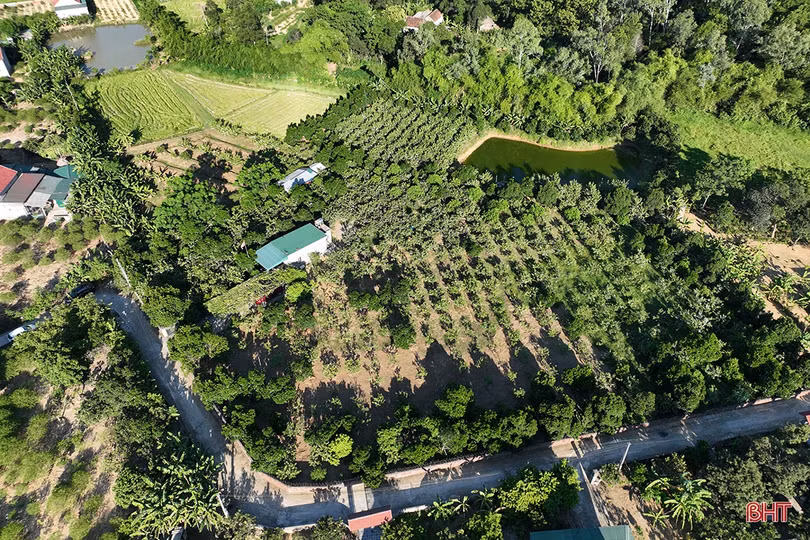 Xem vườn cây ăn quả màu mỡ của đôi vợ chồng trẻ ở xứ ca trù Hà Tĩnh