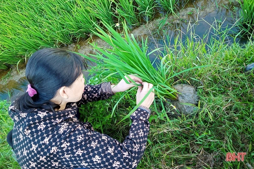 Sâu cuốn lá lứa 2 đe dọa lúa hè thu Hà Tĩnh